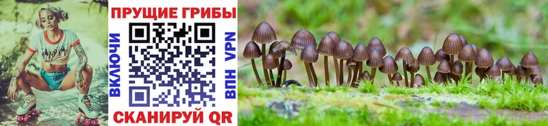 где купить наркоту  Кстово  Псилоцибиновые грибы прущие грибы 
